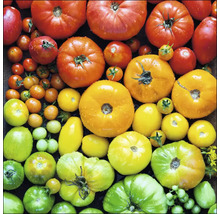 Verschillende rijpe en onrijpe tomaten