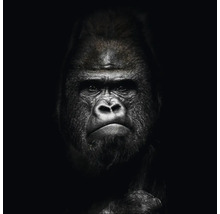 Portret van een gorilla