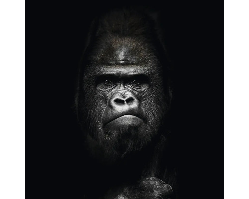 Portret van een gorilla