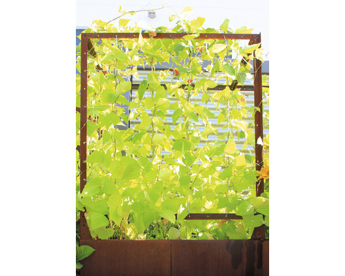 Tuin met metalen plantenbak en klimplanten