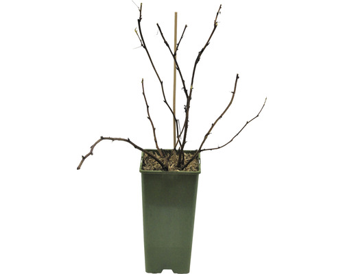 Bessenstruik in pot met klimhulp