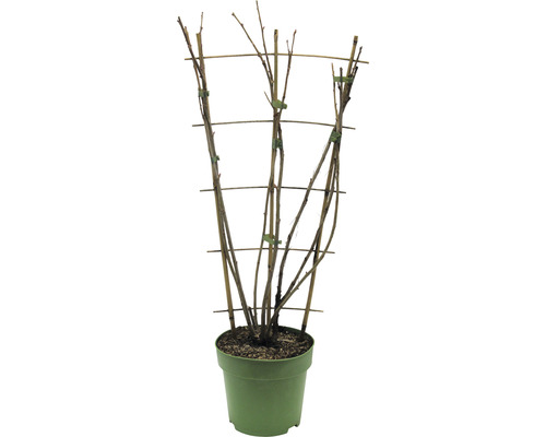 Planten met plantensteun in pot