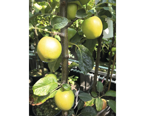 FLORASELF® Appelboom Malus domestica Starline ® ''Golden Gate'