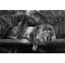 REINDERS Maxiposter Leeuw 61x91,5 cm