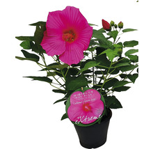 Hibiscus in pot met roze bloem