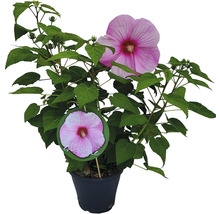 Hibiscus in pot met roze bloem
