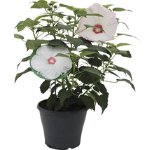 FLORASELF Moerashibiscus Hibiscus moscheutos potmaat Ø 23 cm H 50-60 cm