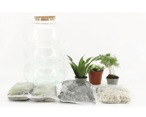 Terrariumset met glazen container, planten en accessoires Terrariumset met glazen container, planten en accessoires