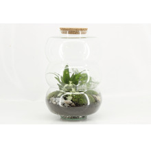 Glazen plantenterrarium met kurk en planten