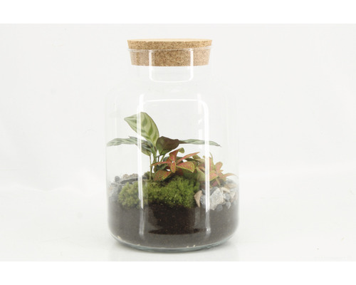 Terrarium met planten in glazen fles met kurk