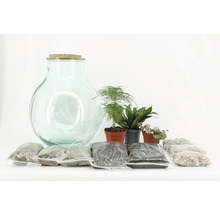 Terrariumset met glazen vaas, planten, aarde en stenen