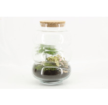 Plantenterrarium DIY set bubbel medium-thumb-1