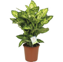 Dieffenbachia kamerplant in pot