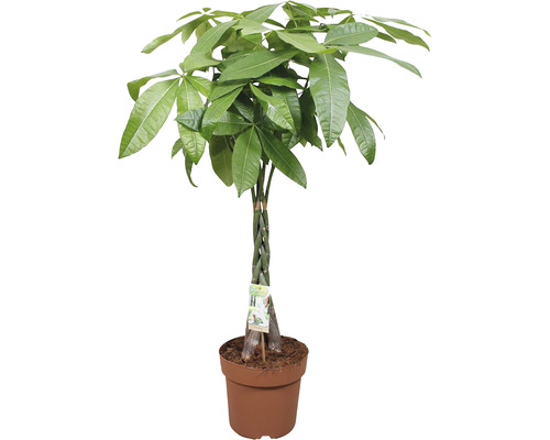 FLORASELF Geldboom Pachira gevlochten stam potmaat Ø 24 cm H 120 cm