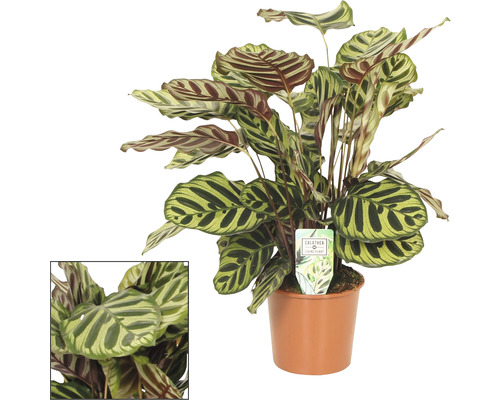 FLORASELF Pauwenplant Calathea makoyana potmaat Ø 17 cm H 85 cm