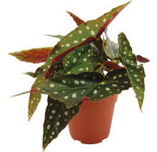 FLORASELF Stippenplant Begonia maculata potmaat Ø 12 cm H 20 cm