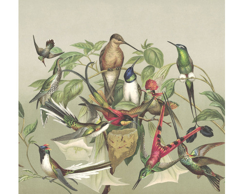 RASCH Fotobehang vlies 543520 Curiosity vogels taupe 318x300 cm Illustratie van kolibries en planten
