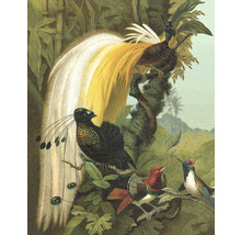Illustratie van paradijsvogels in een tropische omgeving