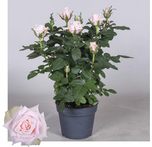 Roos in pot met roze bloemen