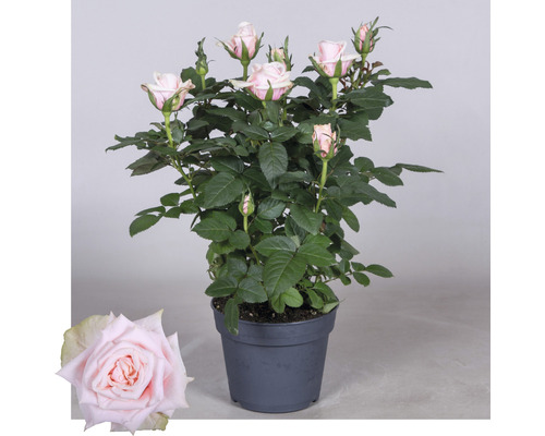 Roos in pot met roze bloemen