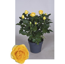 Gele roos in pot