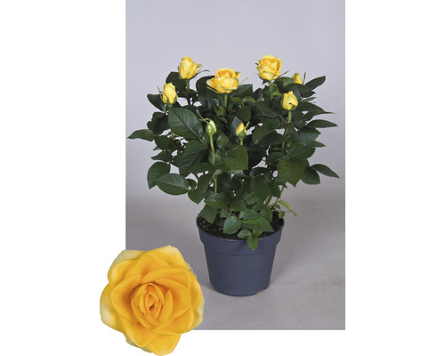 Gele roos in pot