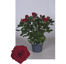 Potroos met rode bloemen en groene bladeren