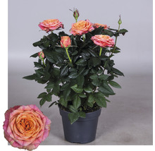 Rozenstruik met bloemen in pot