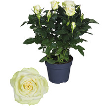 Potroos met lichte bloemen