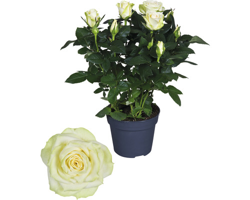 Potroos met lichte bloemen