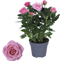 Potroos met roze bloemen