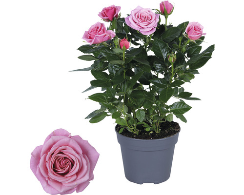 Potroos met roze bloemen