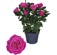 Miniatuurroos in pot met bloemen