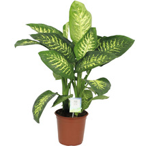 Dieffenbachia plant in pot
