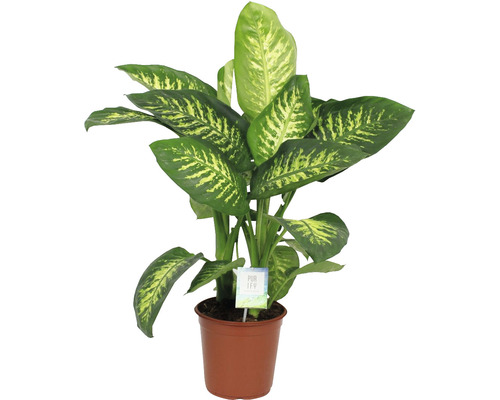 Dieffenbachia plant in pot