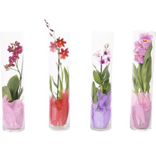 Diverse orchideeën in glazen vazen