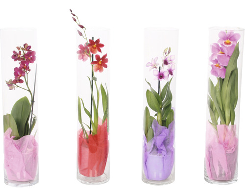 FLORASELF Orchidee Mix in glas potmaat Ø 12 cm H 50-55 cm