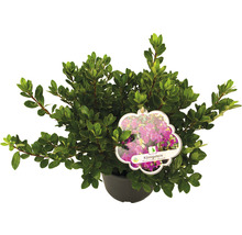 Rhododendron obtusum ''Königstein'' in pot met plantenlabel