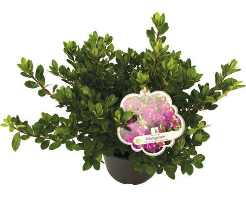 Rhododendron obtusum ''Königstein'' in pot met plantenlabel