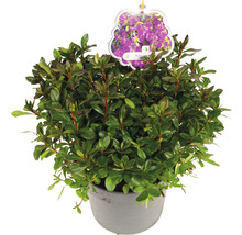 Rhododendron in pot met plantenlabel