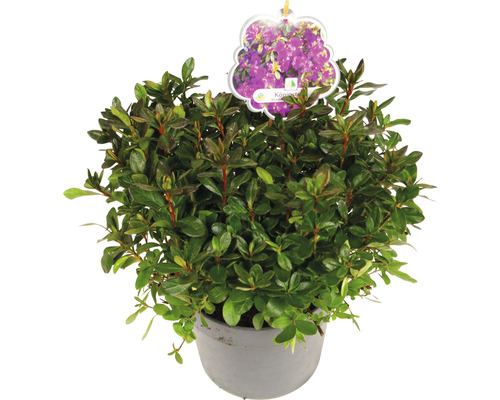 Rhododendron in pot met plantenlabel