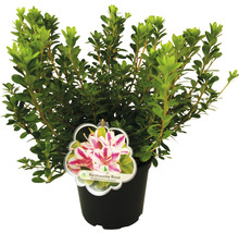 Azalea in pot met soortlabel
