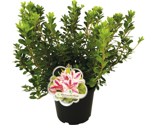Azalea in pot met soortlabel