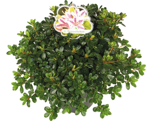 Rhododendron ''Kermesina Rosé'' in pot