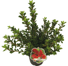 Azalea in pot met rode bloem