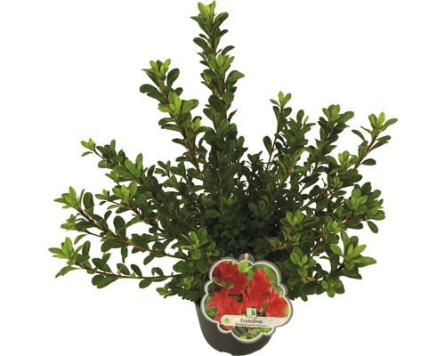 Azalea in pot met rode bloem