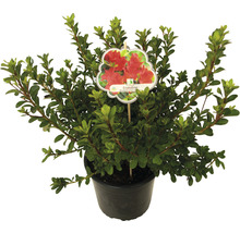 Azalea in pot met plantenlabel