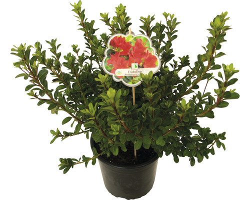 Azalea in pot met plantenlabel