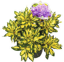Rhododendron Hybride ''Blattgold'' met geelgroene bladeren en een afbeelding van lila bloemen