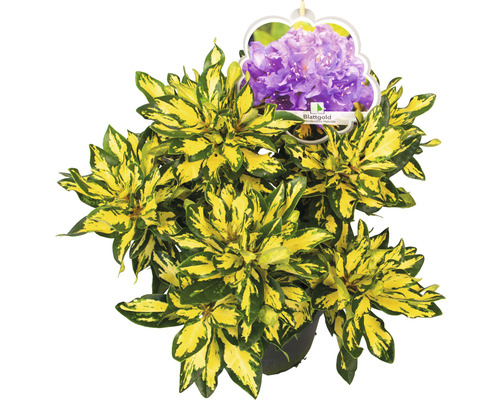Rhododendron Hybride ''Blattgold'' met geelgroene bladeren en een afbeelding van lila bloemen